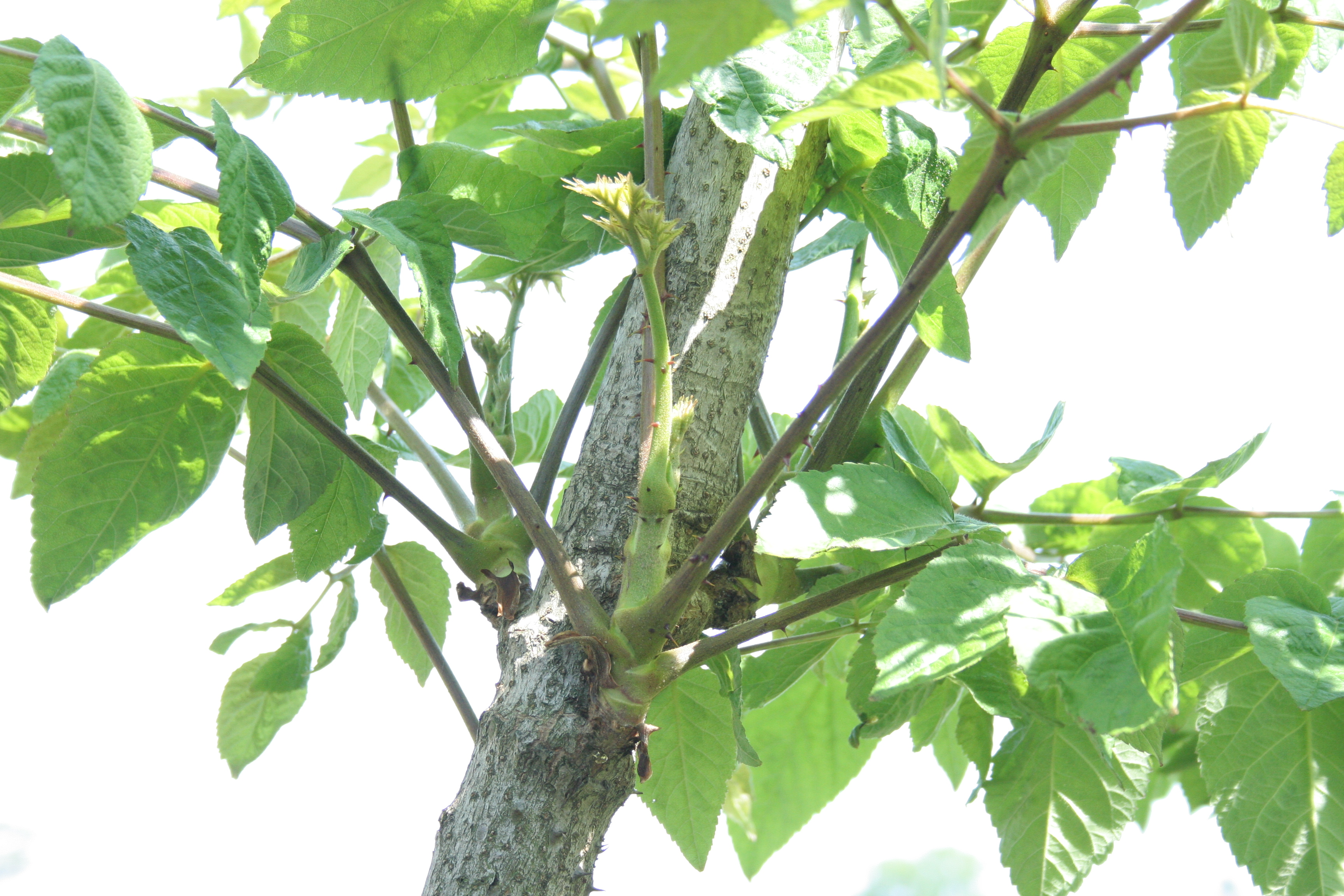 タラの芽に似たもの 近くの木は マキシマ文庫