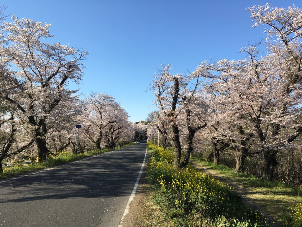 城ヶ谷堤の桜
