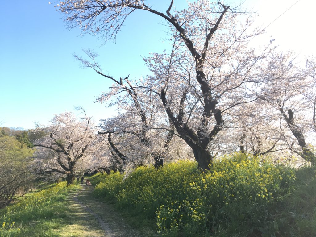 城ヶ谷堤の桜