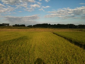 荒川河川敷の田んぼ