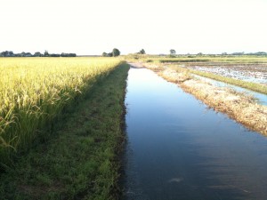 荒川河川敷、道が冠水