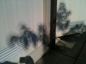 日食の木漏れ日。木の葉が投影されたもの 2012/5/21
