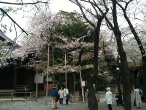 靖国神社 桜の標準木 2013-04-01 023