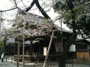 桜の標準木 2013-04-01 033