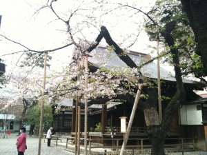 靖国神社、桜の標準木 2013-04-01 039