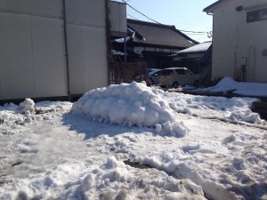 大雪王蟲