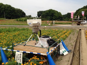 こうのす花まつり、NHKさいたま局の定点カメラ