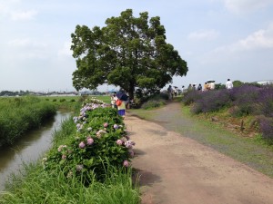 ラベンダー、あじさい、木、水路