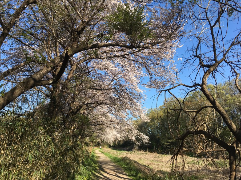 桜、北本自然観察公園内