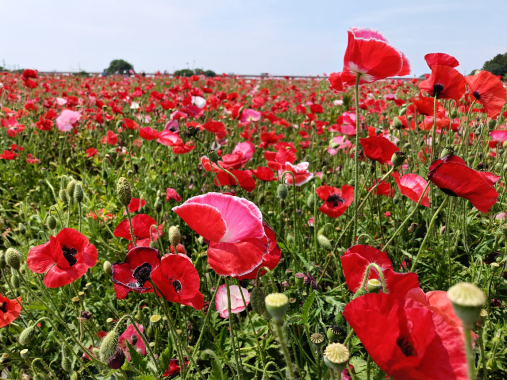 Shirley poppy field, Kounosu city, Saitama